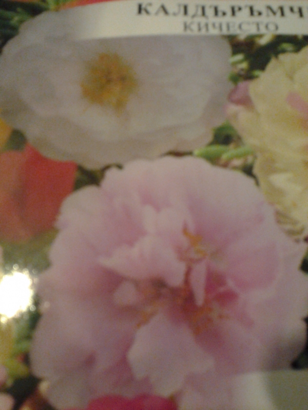 Калдъръмче кичесто, тученица, семена (Portulaca grandiflora, Moss rose)