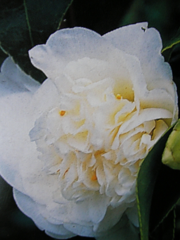 Камелия, бяла (Camellia) Камелия, бяла (Camellia)