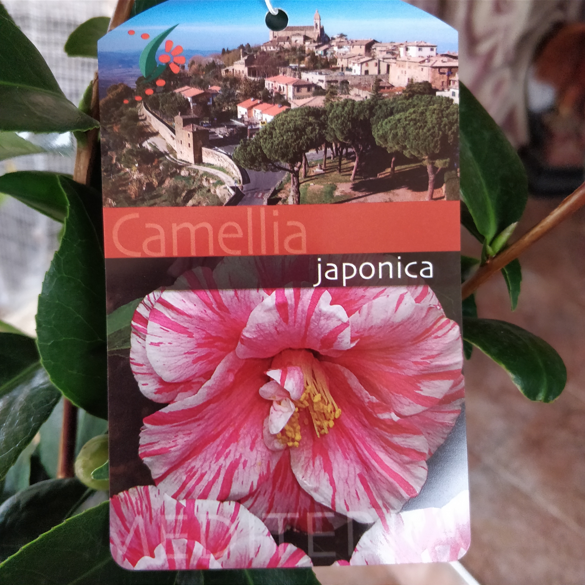Камелия (Camellia japanese) Камелия (Camellia japanese)
