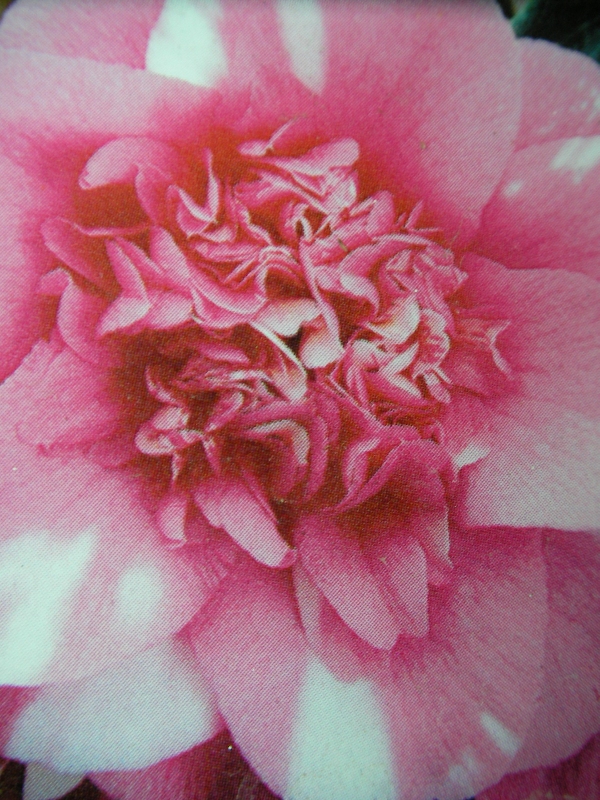 Камелия (Camellia japonica rose)