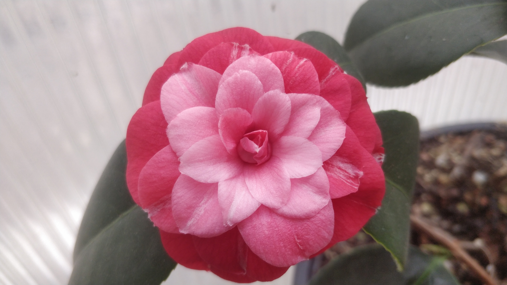 Камелия (Camellia japonica) Камелия (Camellia japonica)