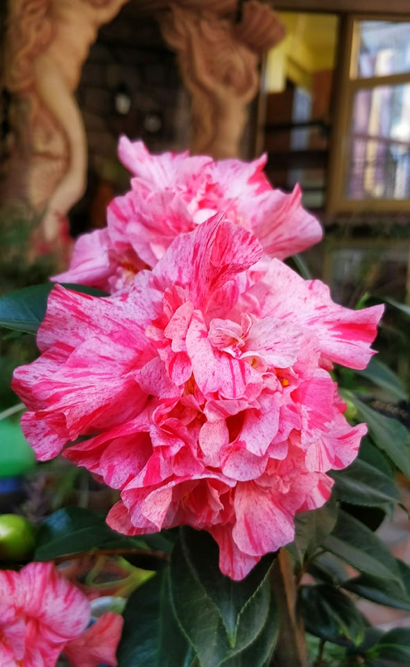 Камелия (Camellia japonica) Камелия (Camellia japonica)