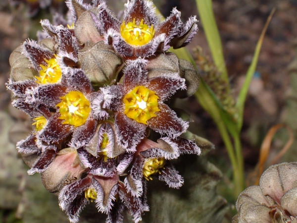 Каралума (Caralluma burchardii)