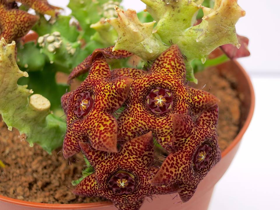 Каралума (Caralluma crenulata X hexagona)