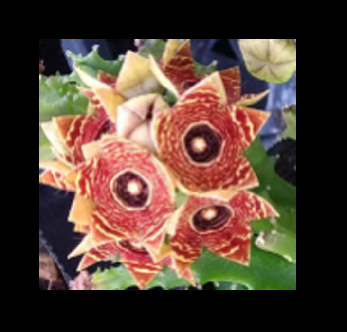 Каралума (Caralluma crenulata カラルマ クレヌラータ)