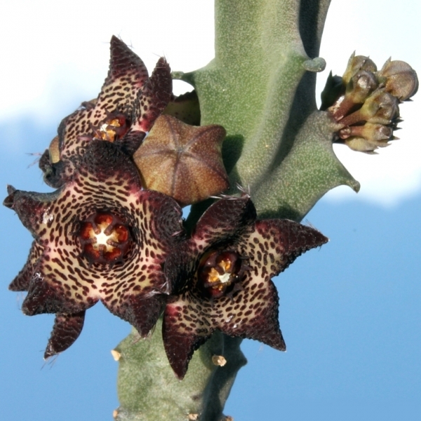 Каралума (Caralluma joannis)