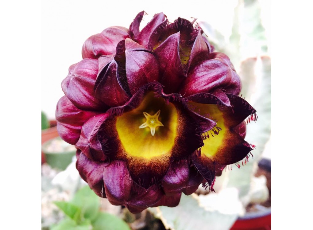 Каралума (Caralluma speciosa, Desmidorchis speciosa)