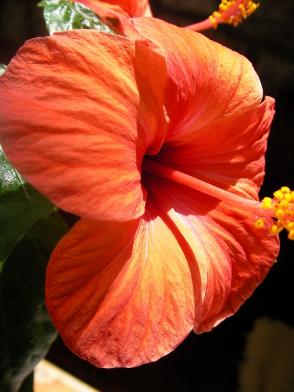 Китайска роза, стаен хибискус червен (Hibiscus)