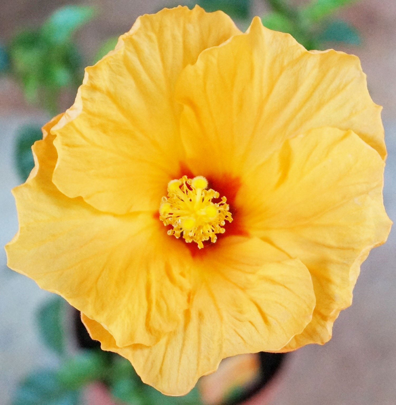 Китайска роза, стаен хибискус (Hibiscus)