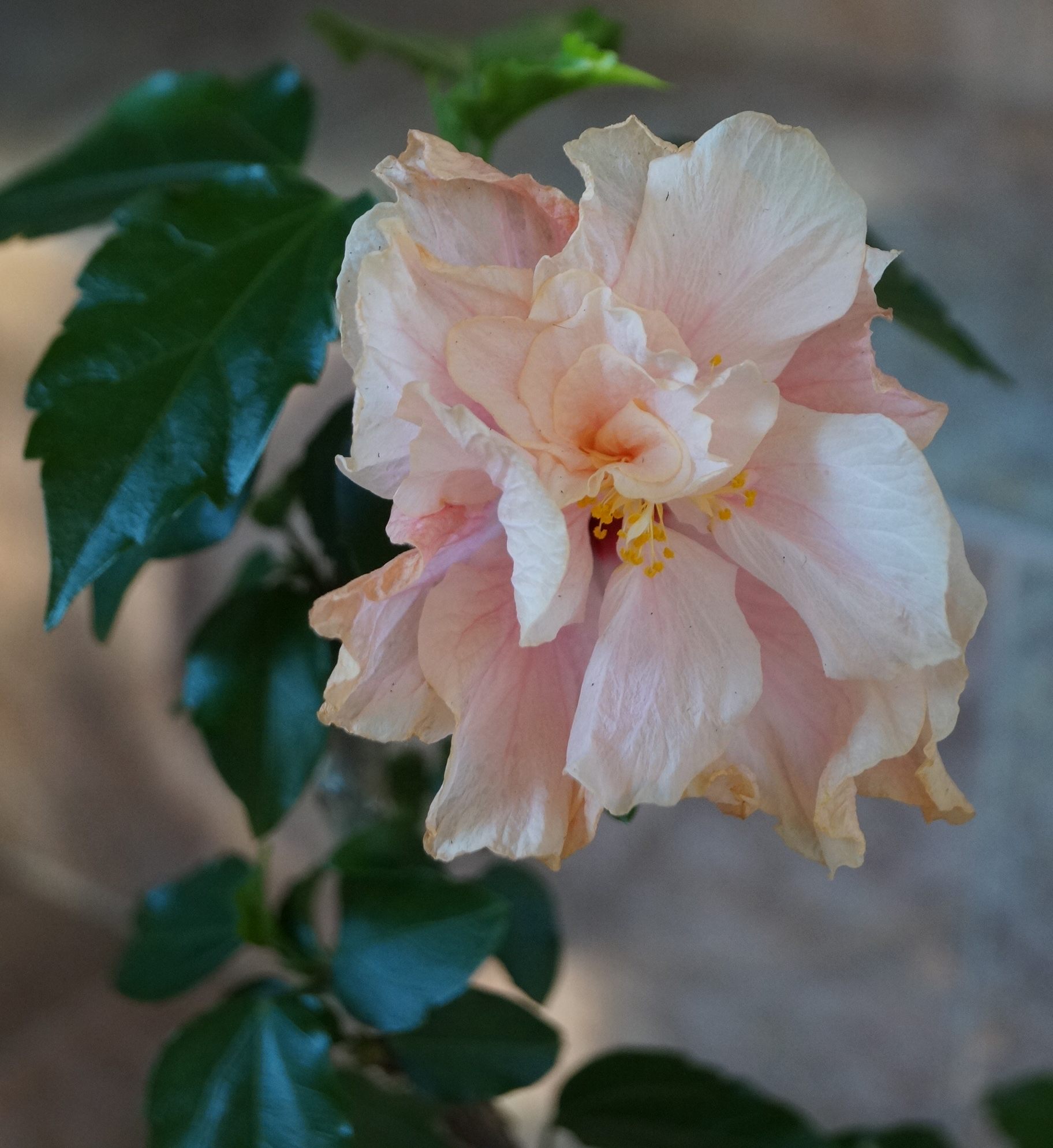 Китайска роза, стаен хибискус розов кичест (Hibiscus)