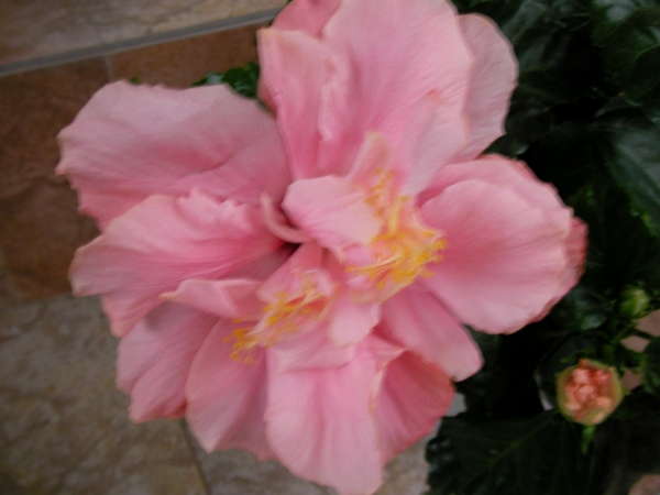Китайска роза, стаен хибискус розов кичест (Hibiscus)