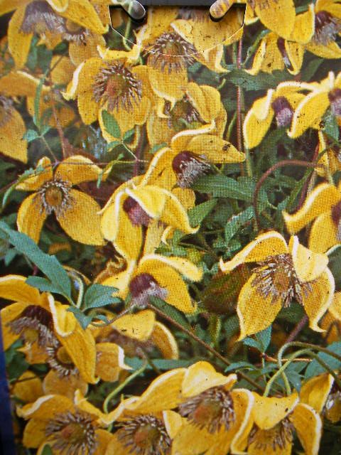 Клематис, жълт (Clematis)