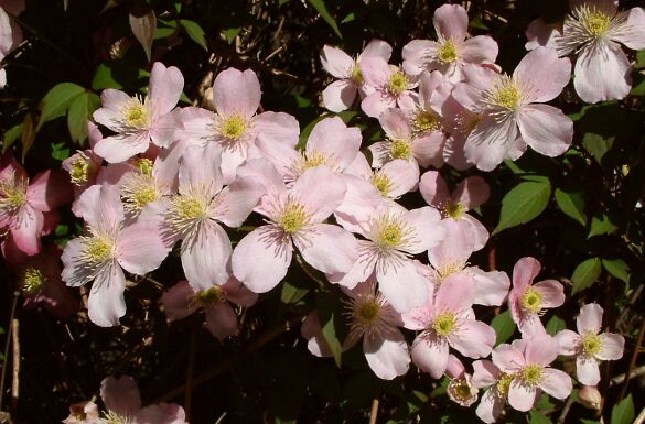 Клематис, розов (Clematis montana)