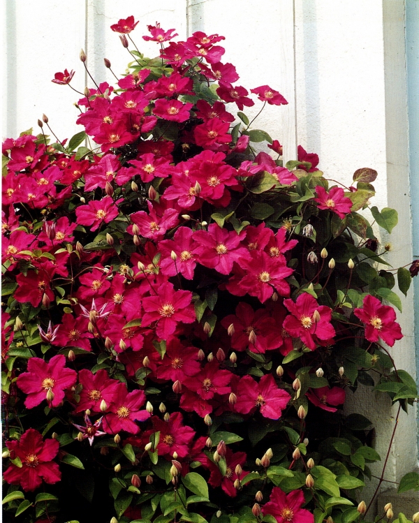 Клематис, червен (Clematis Ville de Lyon)