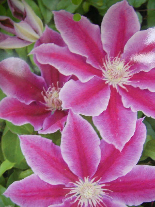 Клематис (Clematis Dr Ruppel)