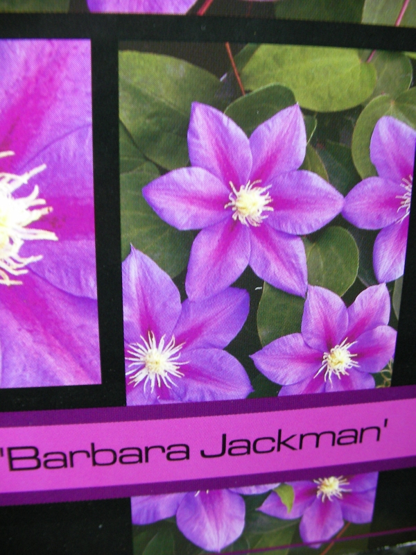 Клематис (Clematis Star of india Barbara Jackman)