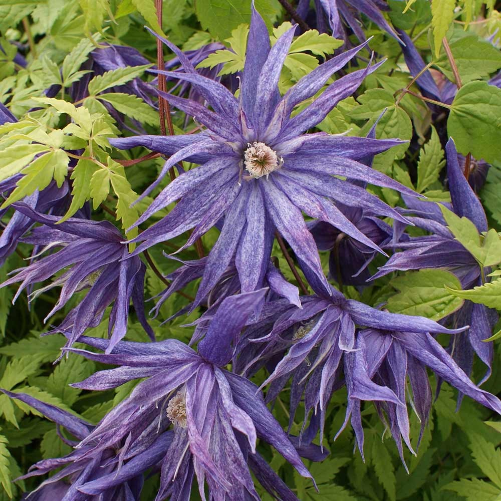Клематис кичест (Clematis Spiky)