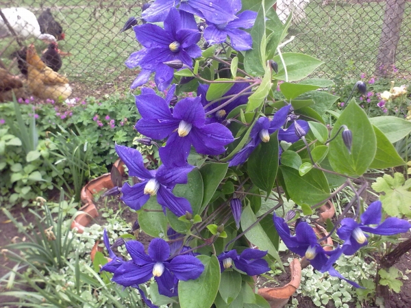 Клематис, лилав (Clematis)