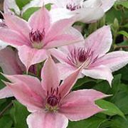 Клематис Розова фантазия (clematis Pink Fantasy)