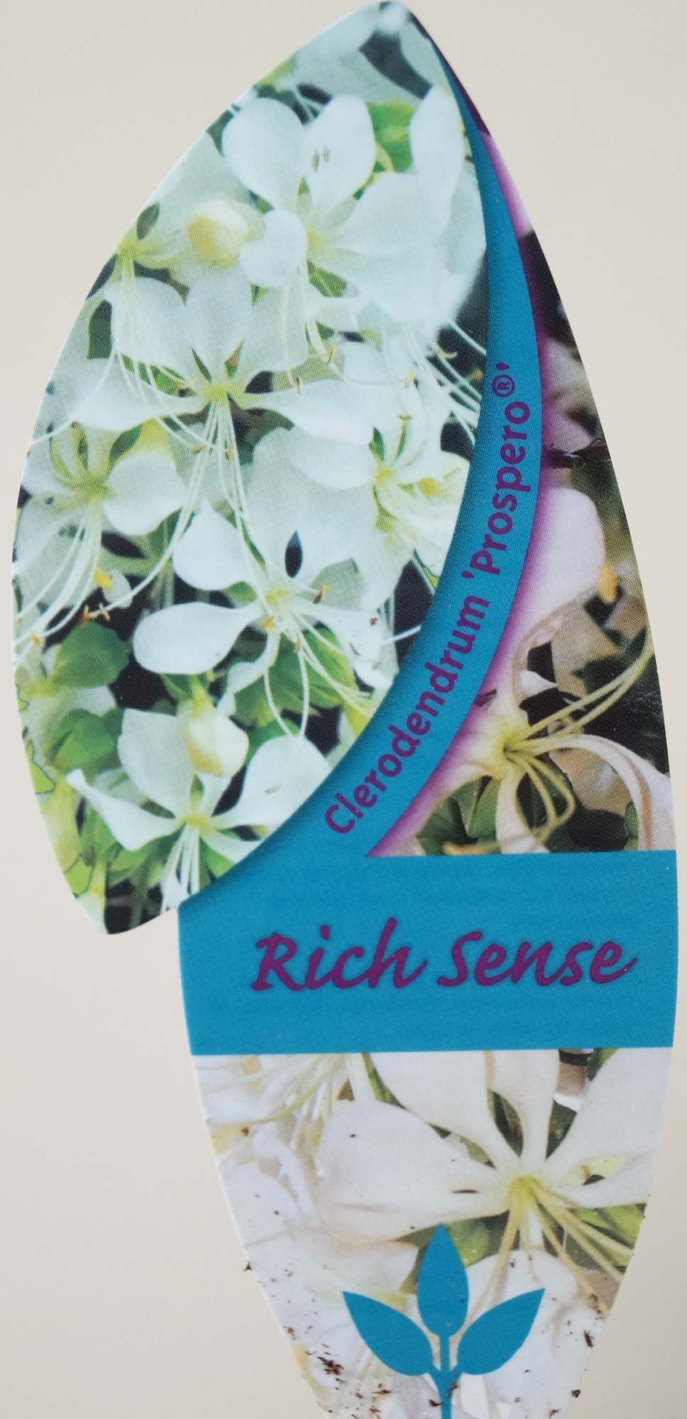 Клеродендрон, булчински воал (Clerodendrum wallichii, Clerodendrum nutans) Клеродендрон, булчински воал (Clerodendrum wallichii, Clerodendrum nutans)