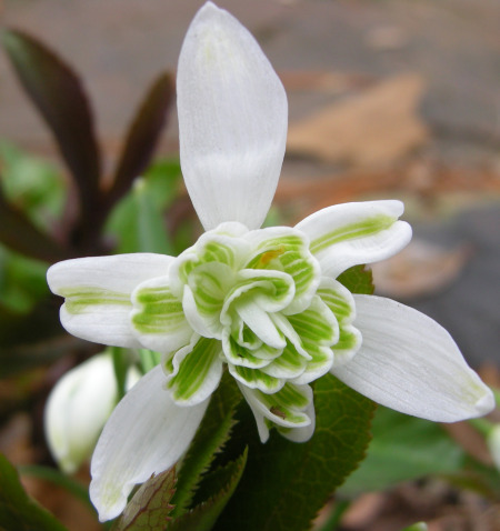 Кокиче кичесто (Galanthus) Кокиче кичесто (Galanthus)