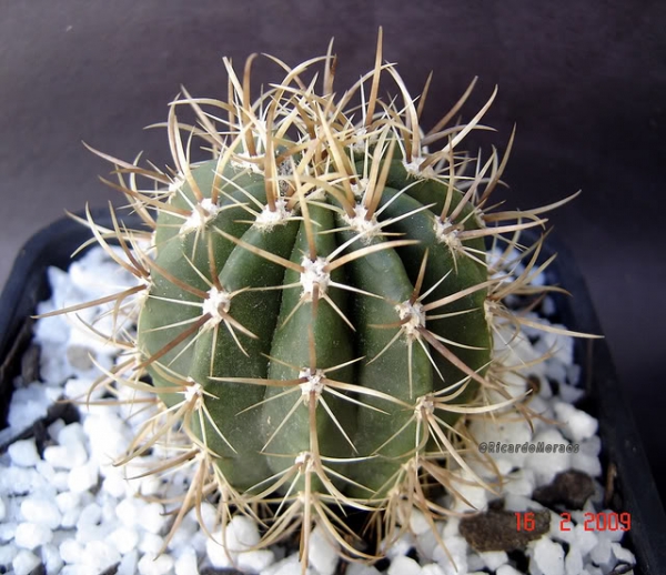Колеоцефалоцереус (COLEOCEPHALOCEREUS GOEBELIANUS) Колеоцефалоцереус (COLEOCEPHALOCEREUS GOEBELIANUS)