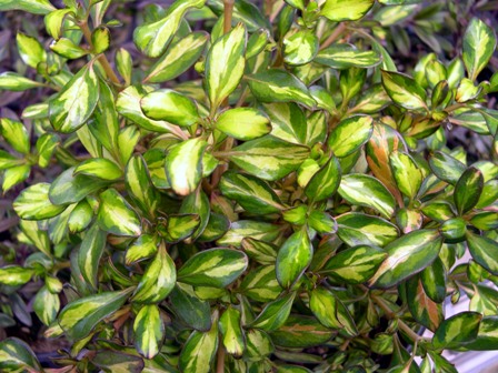 Копросма (Coprosma Lemon and Lime) Копросма (Coprosma Lemon and Lime)