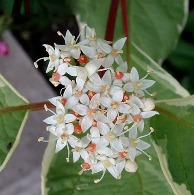 Корнус,Декоративен дрян вариегатен (Cornus alba Elegantissima)