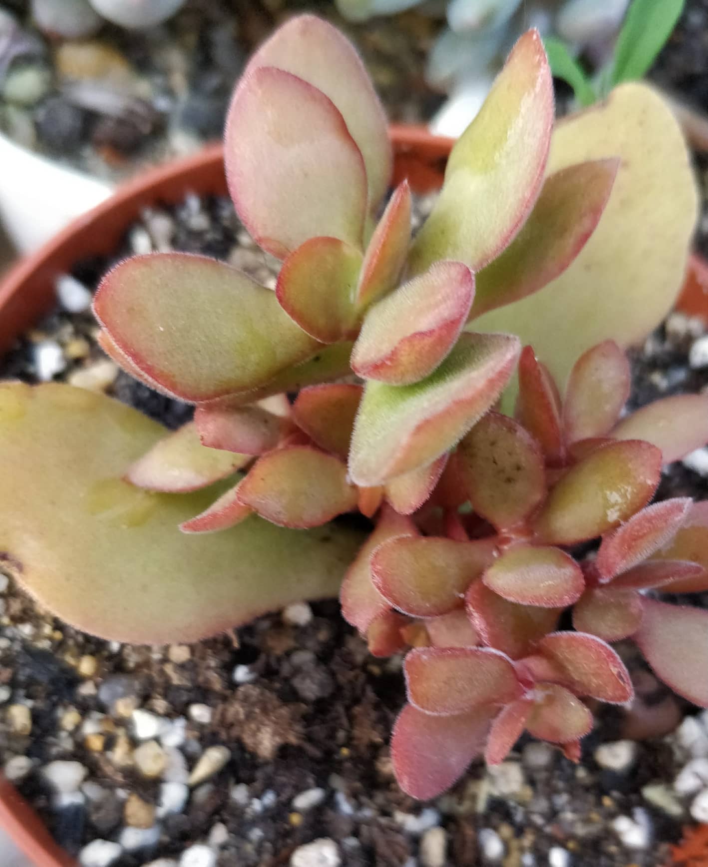 Красула (Crassula)