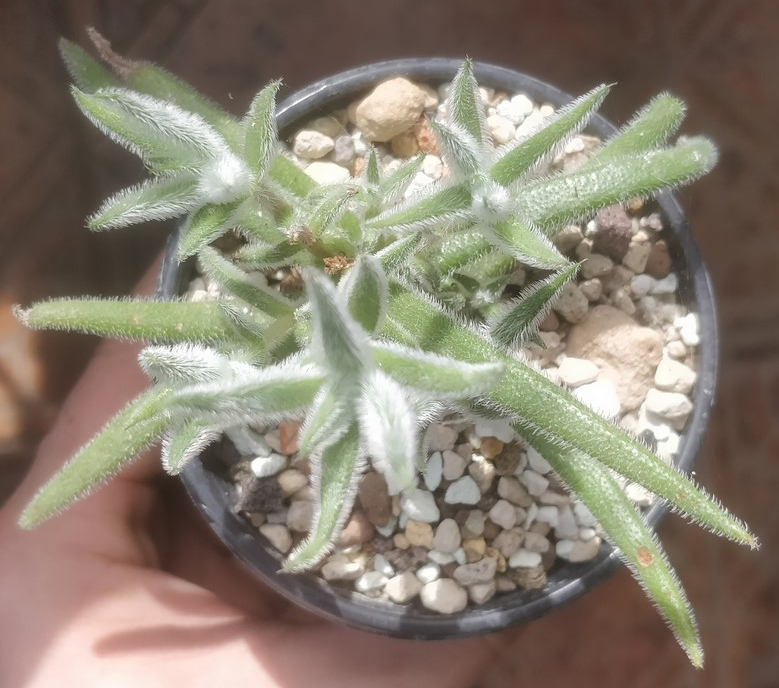 Красула (Crassula mesembryanthemoides Hispida)