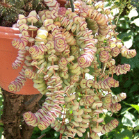 Красула (Crassula nealiana, Crassula marnieriana)