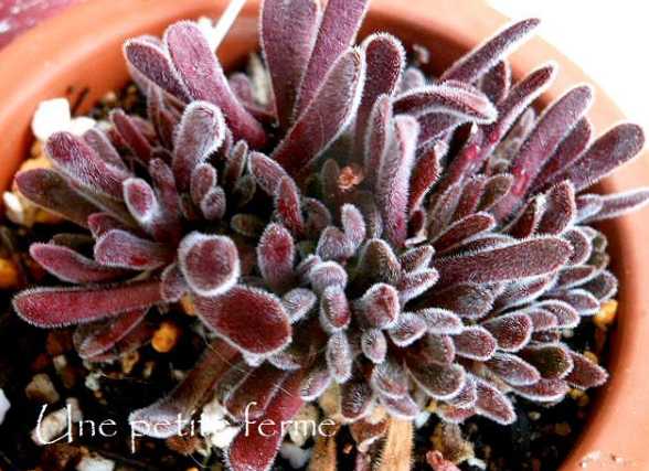 Красула (Crassula pubescens ブベッセンス)