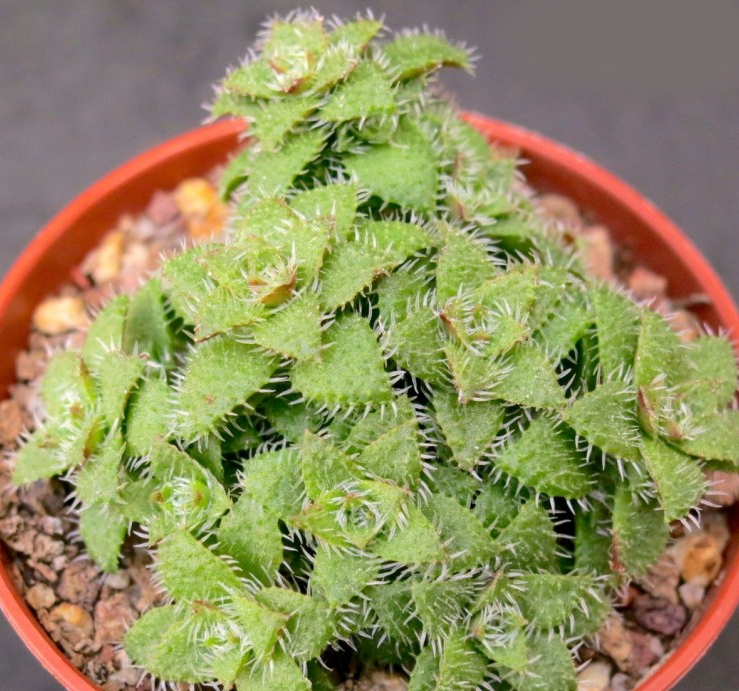 Красула (Crassula setulosa)