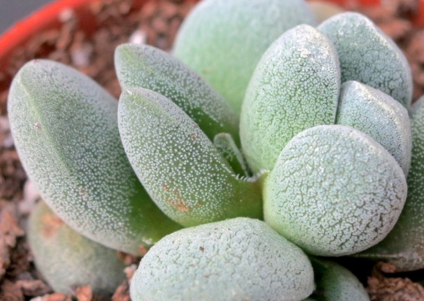 Красула (Crassula tecta short leaf)