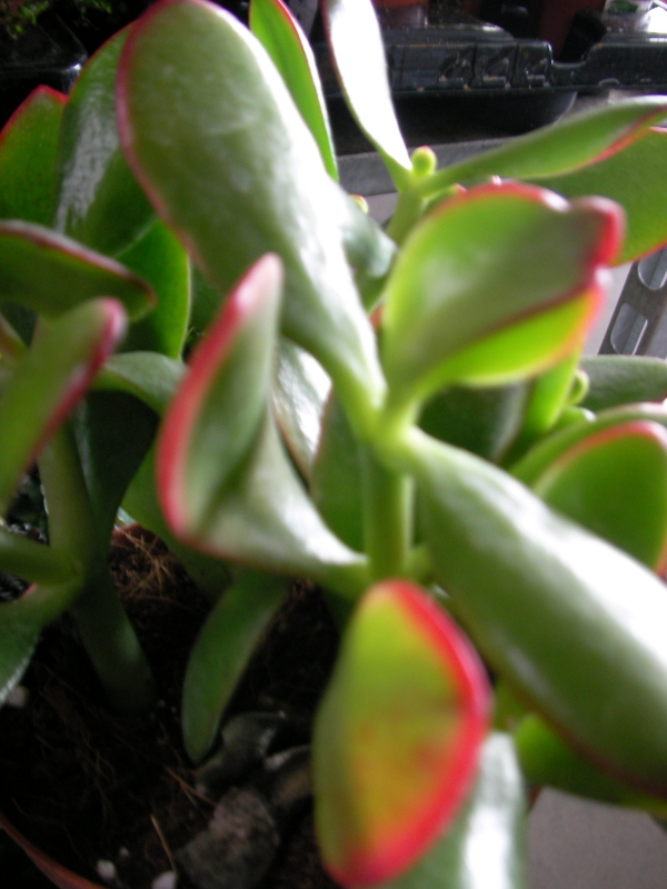 Красула, дървото на живота (Crassula ovata)