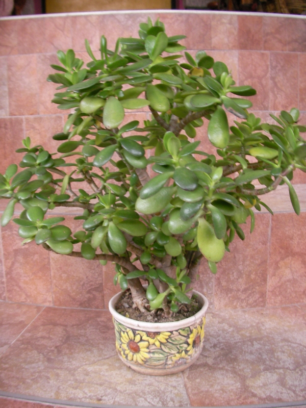 Красула, дървото на живота (Crassula ovata)
