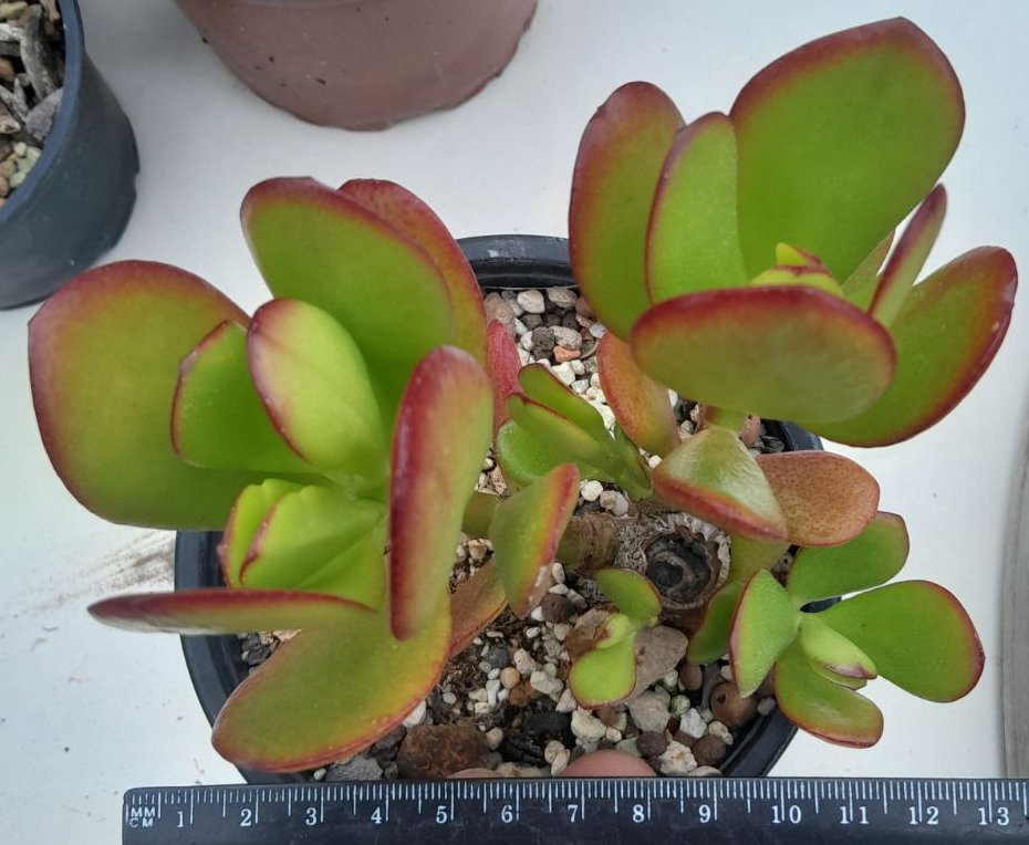 Красула, дървото на живота (Crassula ovata)