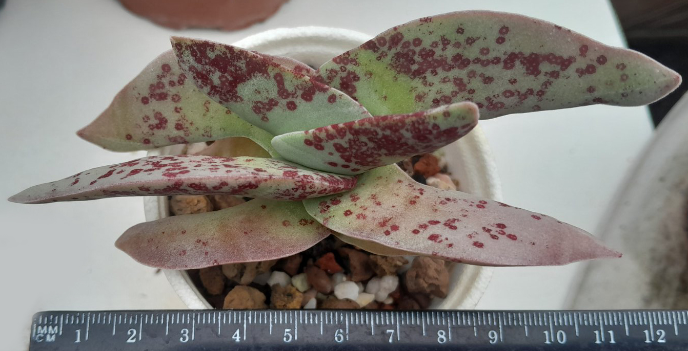 Красула фалката (Crassula falcata)