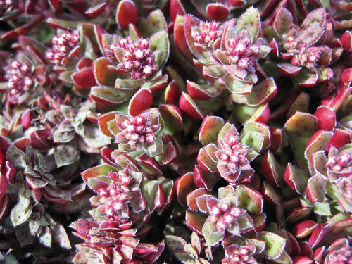 Красула смидти (Crassula smidtii, Crassula exilis ssp. cooperi, Crassula schmidtii, Сrassula picturata)