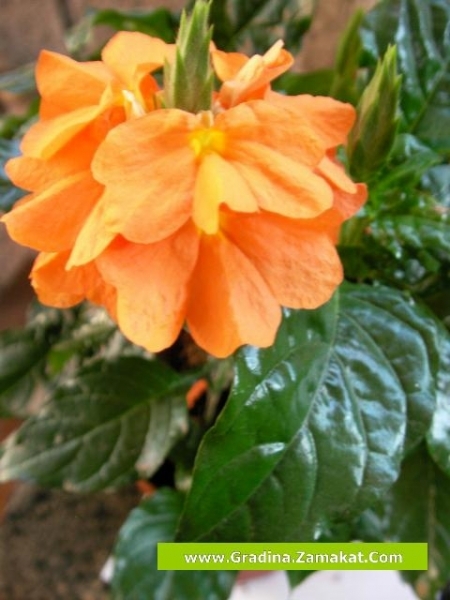 Кросандра малка (Crossandra)