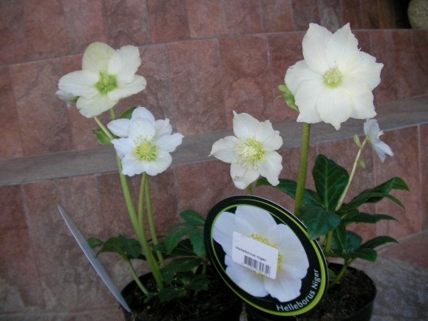 Кукуряк бял, Хелеборус (Helleborus)