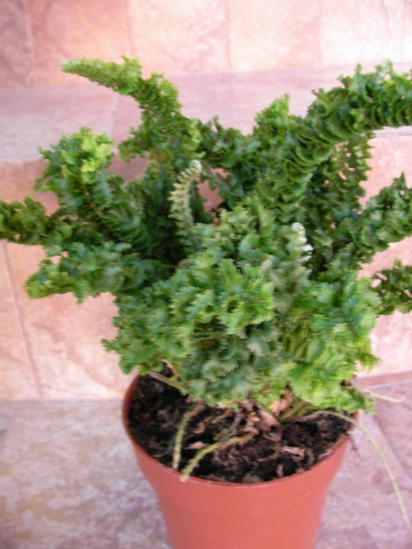 Къдрава папрат (Fern)