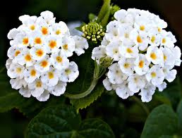 Лантана, бяла (Lantana)