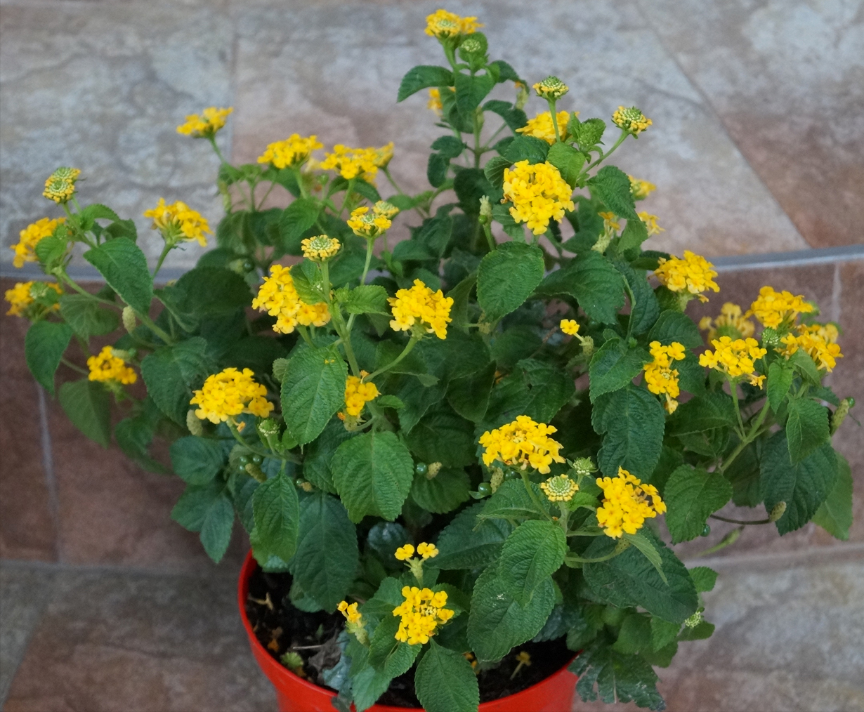 Лантана, жълта (Lantana)