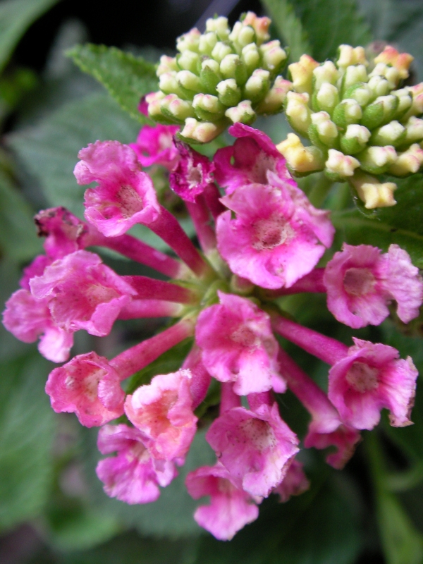 Лантана, розово-лилава (Lantana)