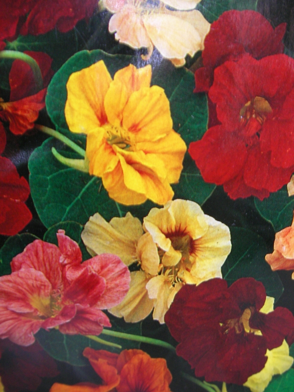 Латинка тропаеолум кичеста семена (Tropaeolum)