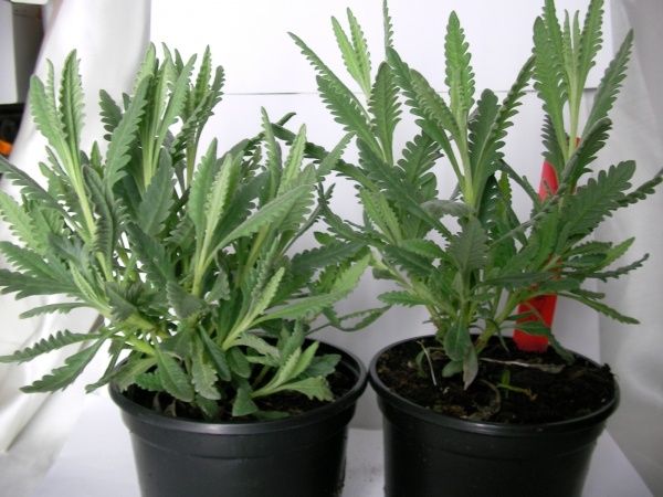 Лавандула, малка (Lavandula)
