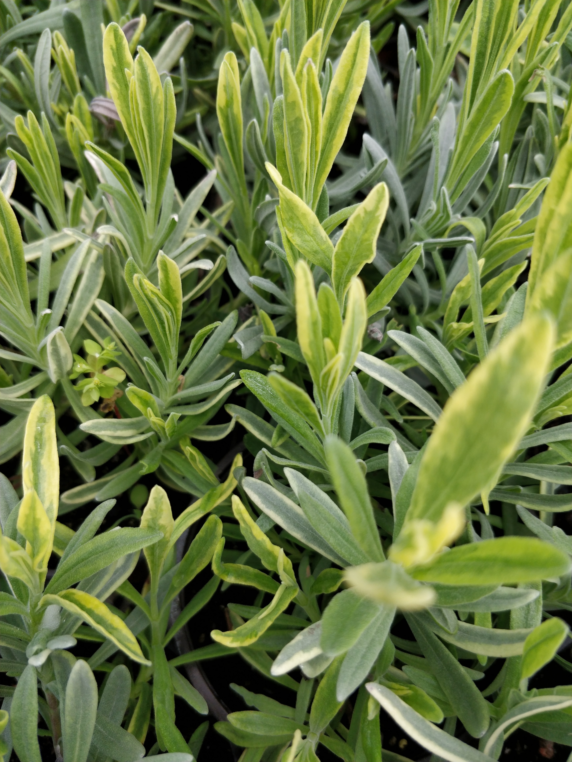 Лавандула вариегата (Lavandula variegata)