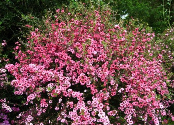 Лептоспермум, чаено дърво (Leptospermum scoparium roseum)