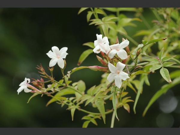 Летен жасмин градински (Jasminum) Летен жасмин градински (Jasminum)